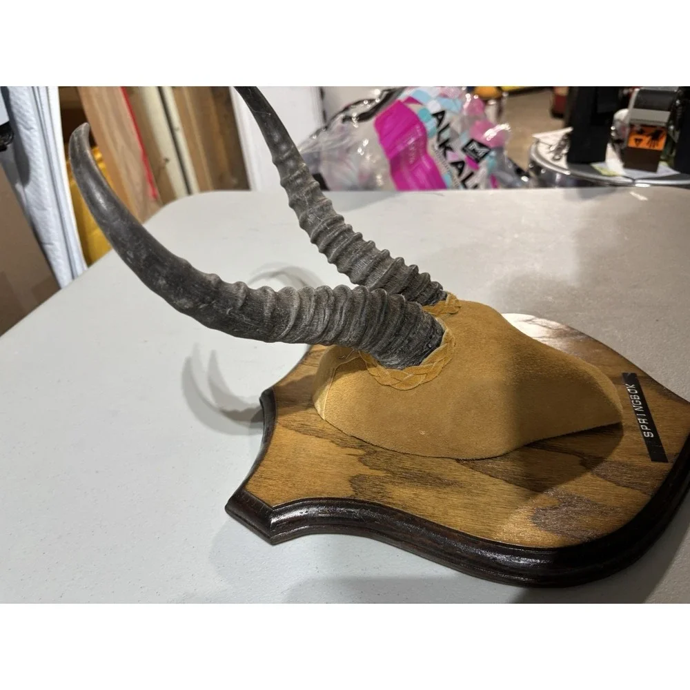African Springbok Horns‎ Vtg Plaque Taxidermy Mount
